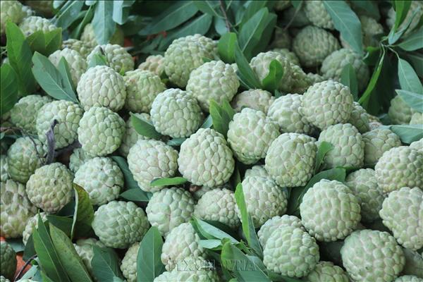 Lang Sons Rocky Land Yields Sweet Custard Apples