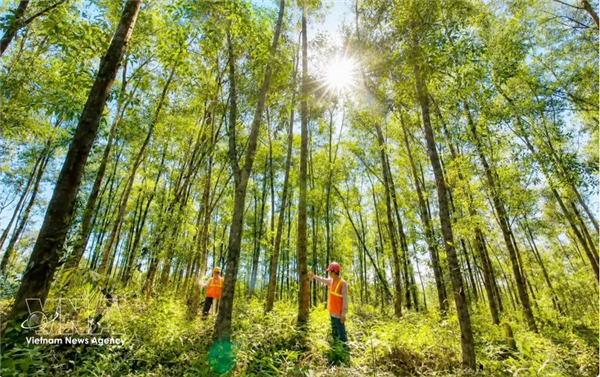 Le Vietnam veut accroître la valeur ajoutée de sa filière bois