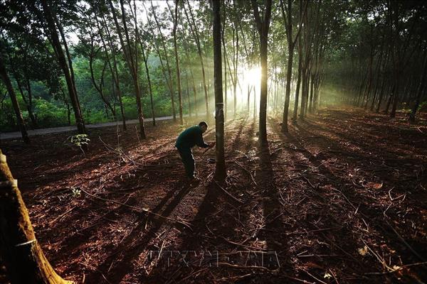 Rubber Industry Targets 10% Annual Growth Through 2030
