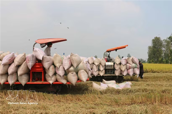 Le Vietnam œuvre à lever les obstacles au commerce de riz avec les Philippines