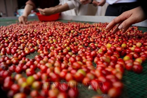 Café vietnamita: del aumento del volumen a la creación de mayor valor