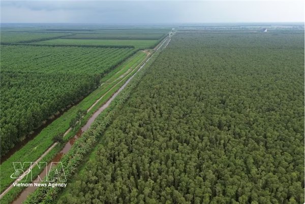 U Minh Ha, le  poumon vert  de lextrême Sud du Vietnam