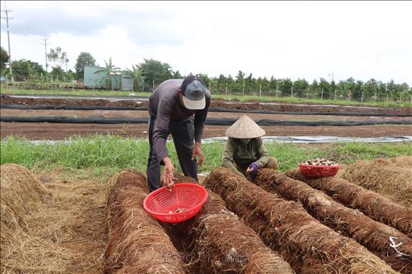 Từ phế phẩm bỏ đi đến ngành nông nghiệp xanh