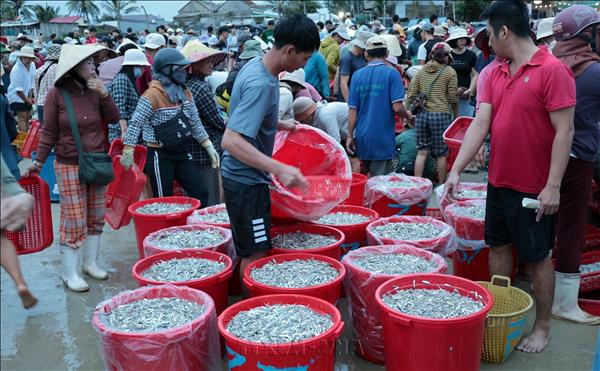 Tam Xuan Fishermen in Da Nang Enjoy Bumper Catch During National Day Holiday
