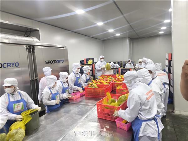 Vĩnh Long thúc đẩy hệ sinh thái khởi nghiệp, đổi mới sáng tạo
