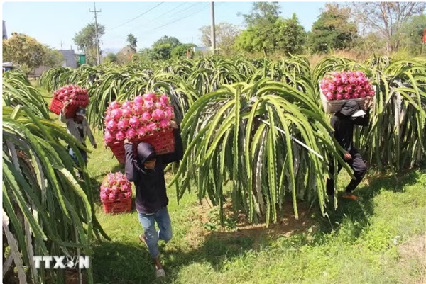 Vietnam et Royaume-Uni renforcent leur coopération stratégique dans lagriculture et lenvironnement