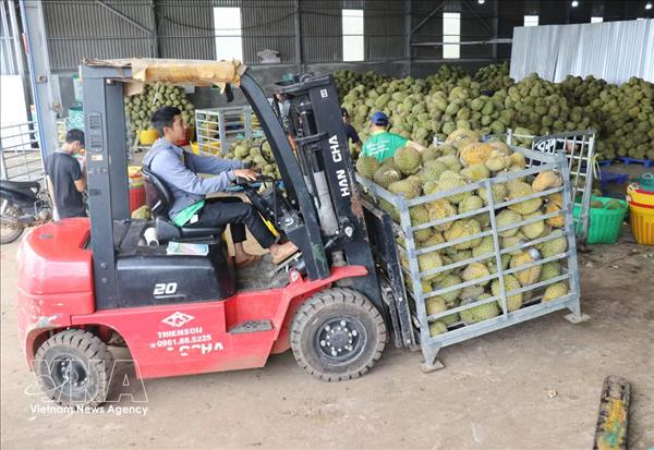 Lever les obstacles pour porter les exportations de durian à environ 4 milliards de dollars en 2026