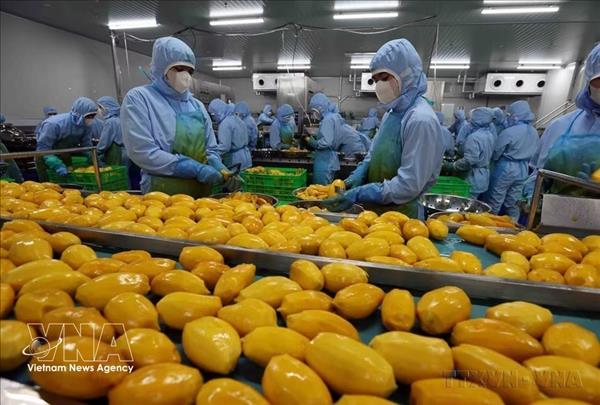 Produits agricoles : le Vietnam lance une plateforme de vente en gros en ligne vers Singapour