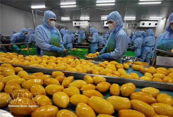线上批发市场平台上线 助力越南农产品进入新加坡