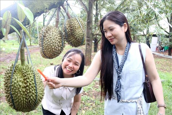 Khi trái ngọt kể câu chuyện đại ngàn