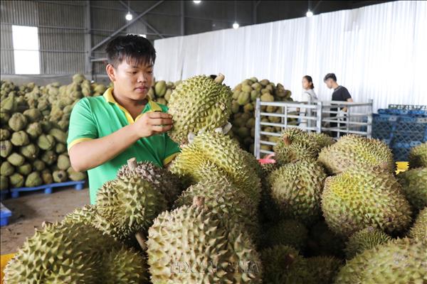 Vietnam targets durian exports of around 4 billion USD in 2026