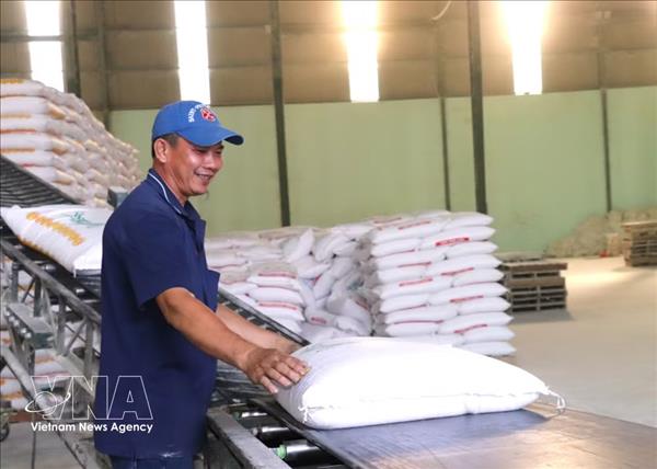 Les exportations de riz du Vietnam atteignent 2,86 milliards de dollars en huit mois
