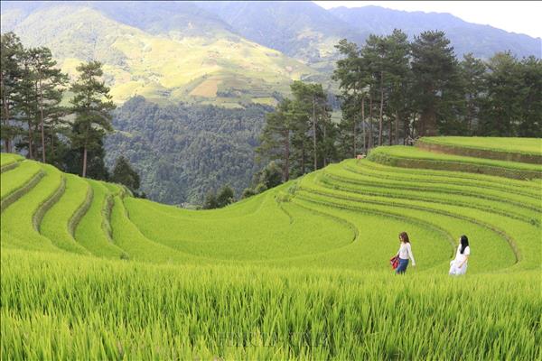 Mùa vàng hút khách ở vùng cao Mù Cang Chải