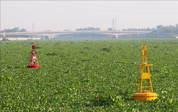 Tây Ninh chuyển hướng xử lý lục bình theo hướng chủ động, thường xuyên