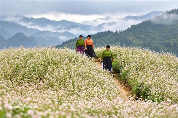 宣光省同文岩石高原：播种璀璨花期 约定欢聚时刻