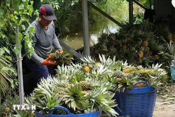 Цифровая трансформация выводит сельское хозяйство Донгтхапа на современный уровень