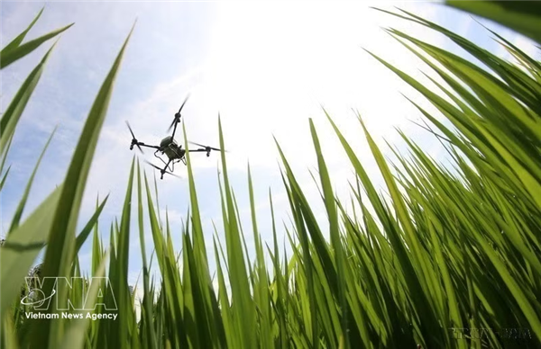 Vietnam avanza hacia una agricultura verde con modelos de cultivo de bajas emisiones