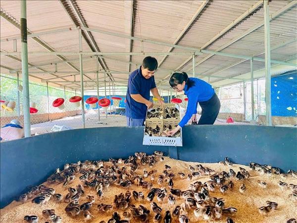 Về quê khởi nghiệp, làm giàu bằng tư duy mới
