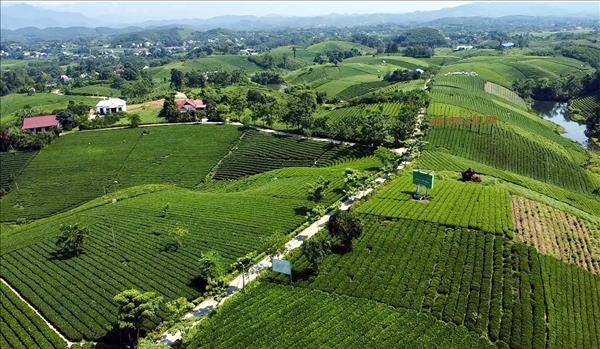 Chiêm ngưỡng những đồi chè đẹp nức tiếng ở Thái Nguyên