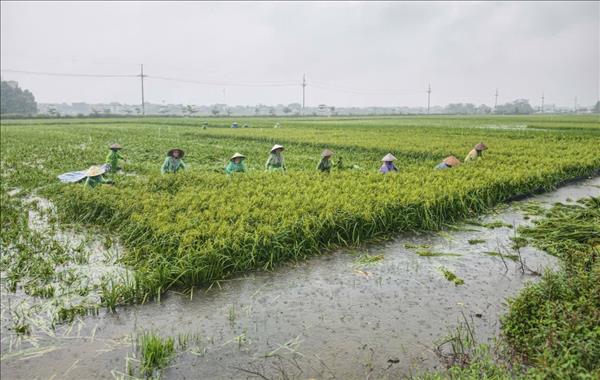Nông dân ngoại thành Hà Nội gặt lúa chạy lụt do mưa lớn kéo dài