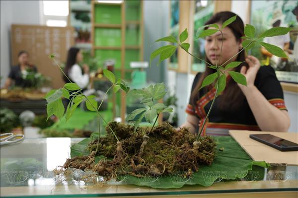 Đà Nẵng đánh thức thủ phủ sâm Ngọc Linh bằng tầm nhìn công nghệ