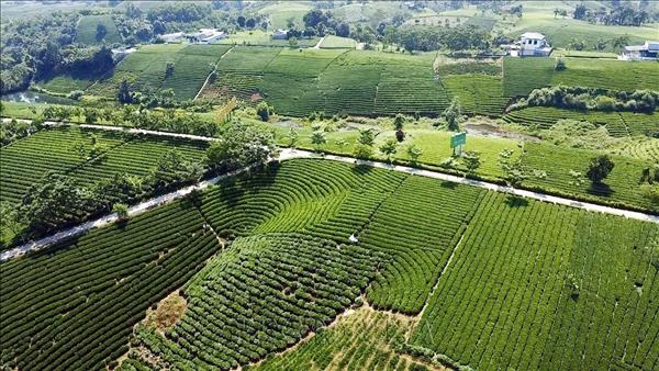 Admiring Picturesque Tea Hills in Thai Nguyen