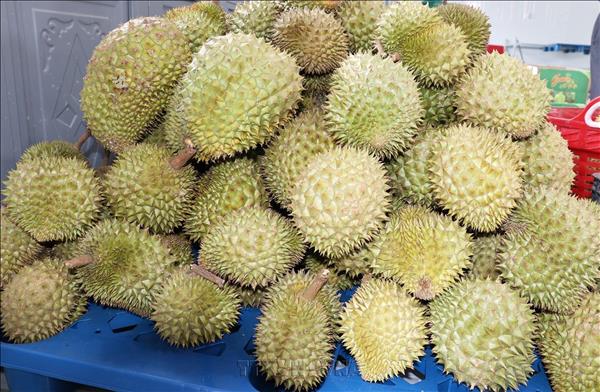 Đồng Tháp khai thác tiềm năng cây ăn trái bền vững