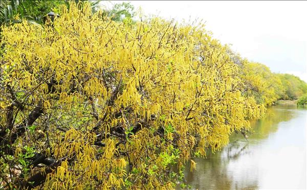 Rừng ngập mặn Rú Chá vào Thu