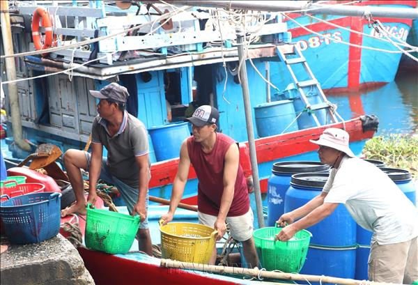 Ngư dân Quảng Ngãi phấn khởi đón vụ cá cơm trái vụ bội thu