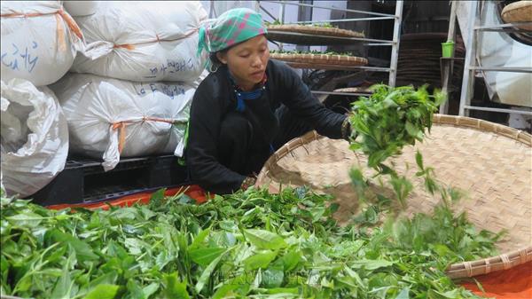 តែវៀតណាមដែលនាំចេញទៅកាន់សហរដ្ឋអាមេរិកឡើងថ្លៃ