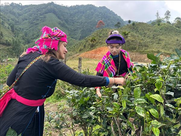 Bản Liền giảm nghèo bền vững từ nông nghiệp hữu cơ