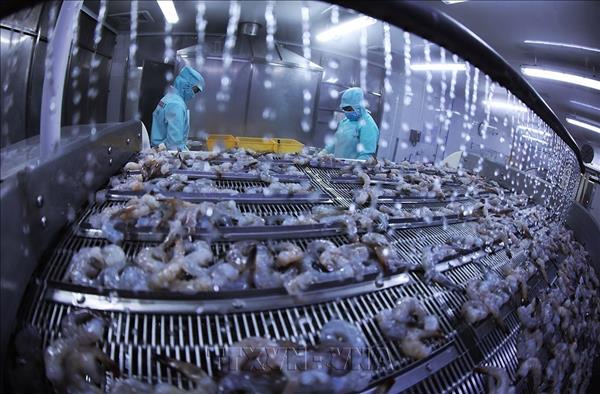 Crevettes : 3,3 milliards de dollars dexportations en huit mois