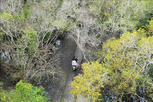 Ru Cha Mangrove Forest in Autumn