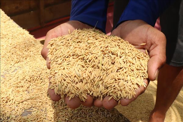 Giảm tổn thất sau thu hoạch, nâng cao giá trị hạt gạo Việt Nam