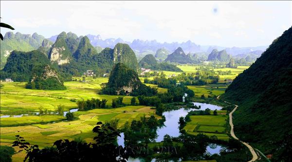 Cao Bang: Golden Harvest Season in Ngoc Con Valley