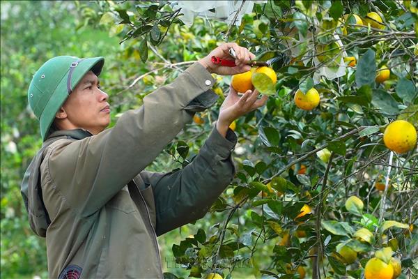 Hà Tĩnh mở hướng làm giàu từ các mô hình kinh tế miền núi
