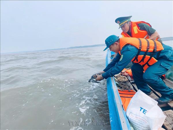 Rare sea turtle released back into the wild