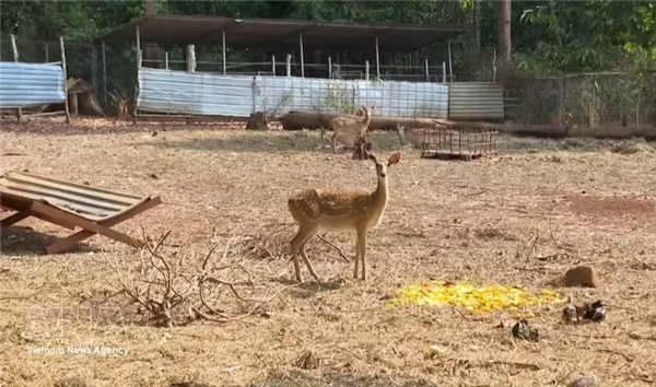 Au parc national de Bu Gia Mâp, un centre redonne des ailes à la vie sauvage