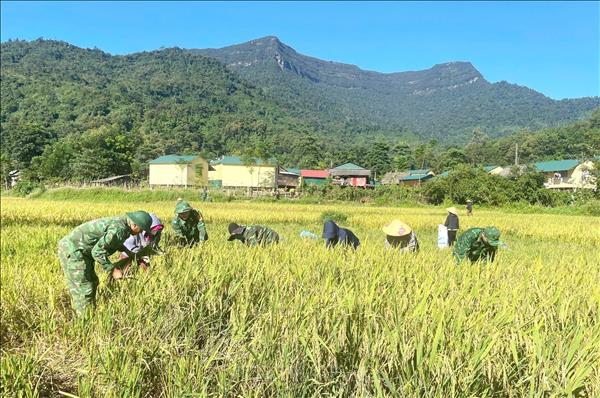Bộ đội Biên phòng Quảng Trị giúp đồng bào vùng biên thu hoạch lúa