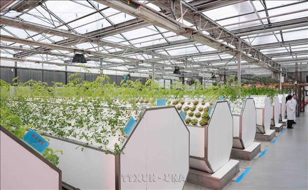 Thúc đẩy hợp tác nông nghiệp công nghệ cao giữa các địa phương Việt Nam và tỉnh Hắc Long Giang (Trung Quốc)