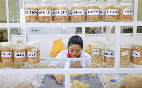 Những chiến binh lúa mới trên đồng đất châu thổ