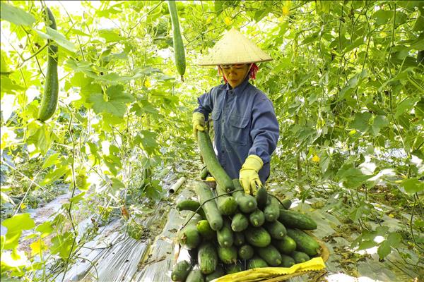 Dien Biens Winter Melon Bounty