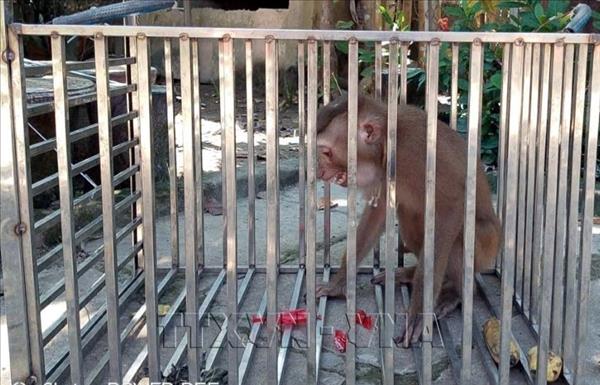 Tiếp nhận, cứu hộ 3 cá thể động vật hoang dã tại Quảng Trị