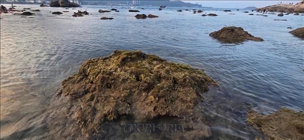 Khanh Hoa targets green, smart marine economy