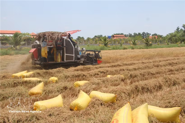越南大米出口额超31亿美元 对华出口增长76%