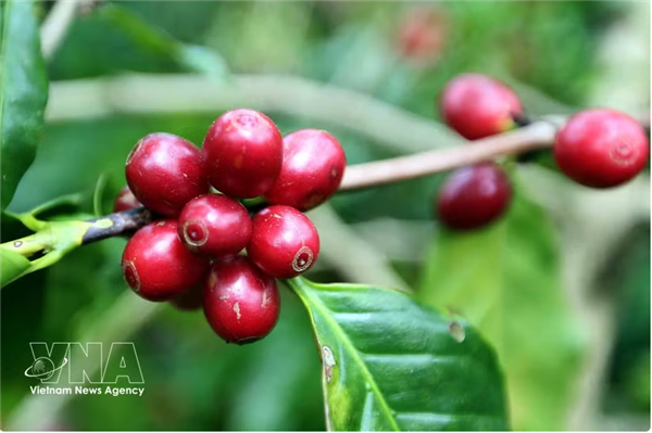 Le café vietnamien mise sur la valeur ajoutée pour élargir ses exportations