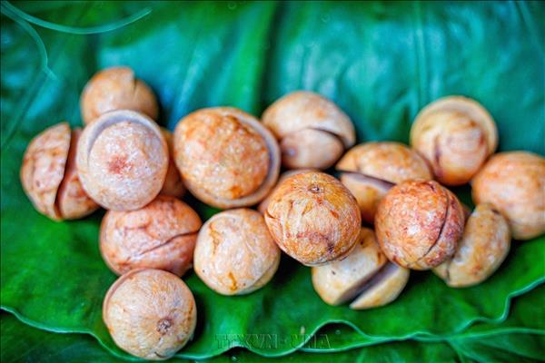 Sấu chín mùa Thu