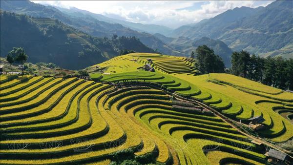 Kiệt tác mùa vàng nơi lưng trời Tây Bắc
