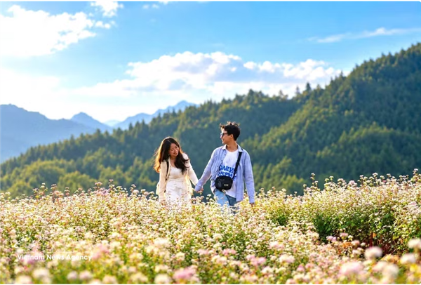 Tuyen Quang : les fleurs de sarrasin, moteur du tourisme durable