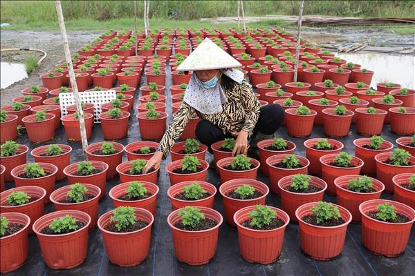 Đồng Tháp xuống giống hơn 1.400 ha hoa kiểng phục vụ Tết Nguyên đán 2027